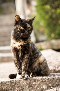 Natural cat onomichi