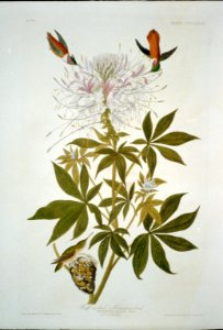 Ruff-Necked Hummingbird LCCN2002719008