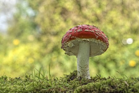 Forest garden nature