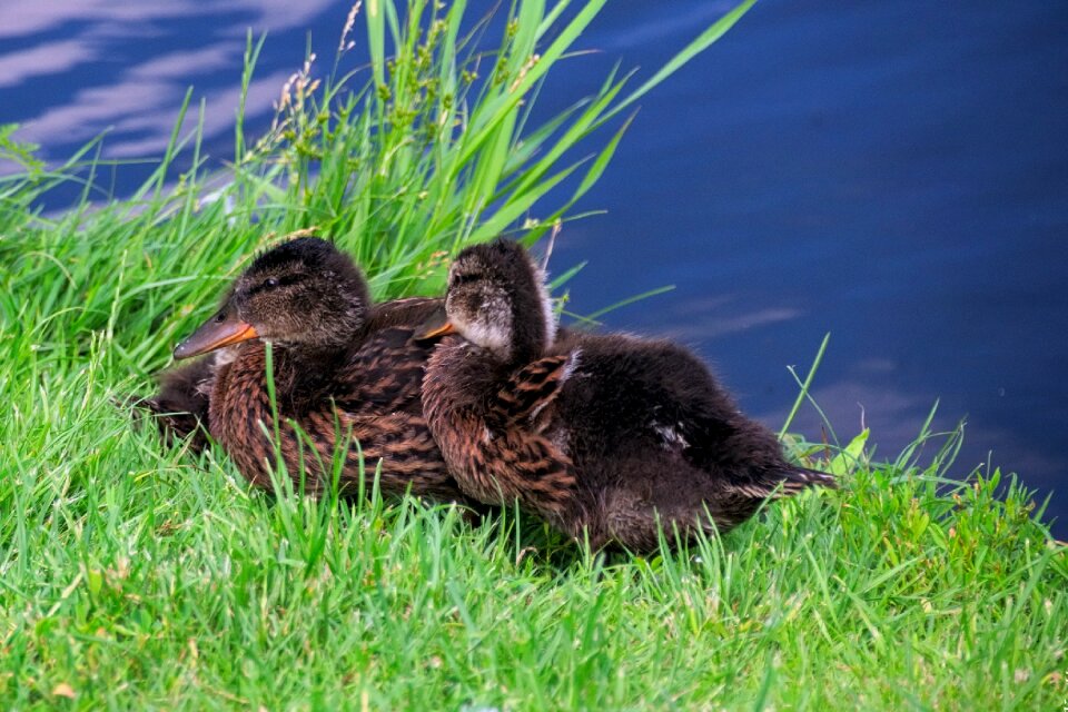 Nature water water bird