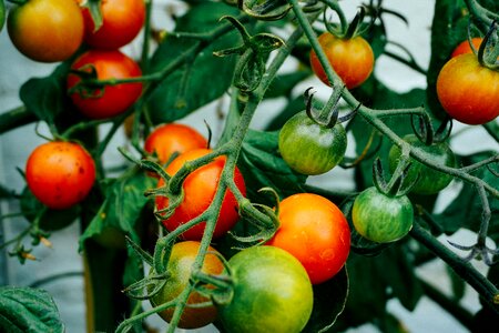 Tomato fruit vegetable