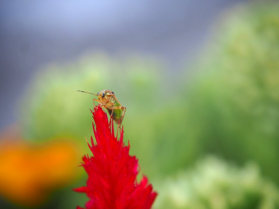 Bloom insect plant