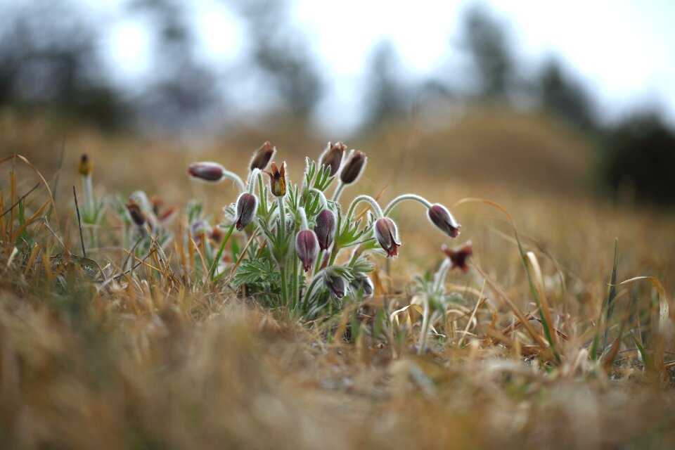 S wild wildflower