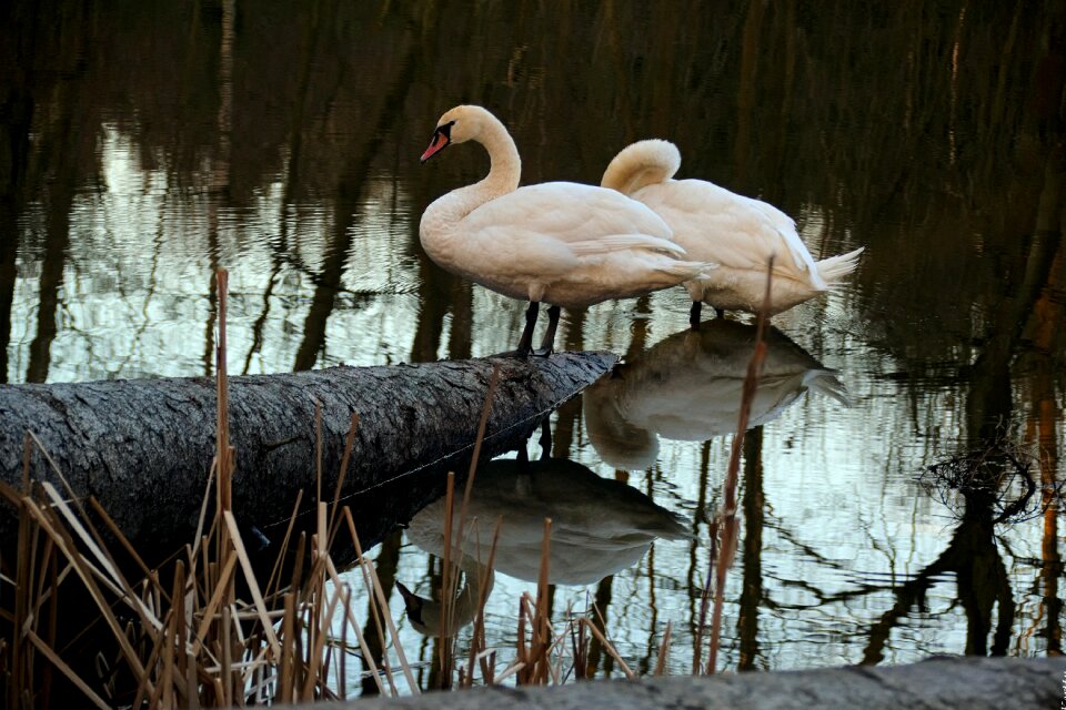 Water bird swans nature