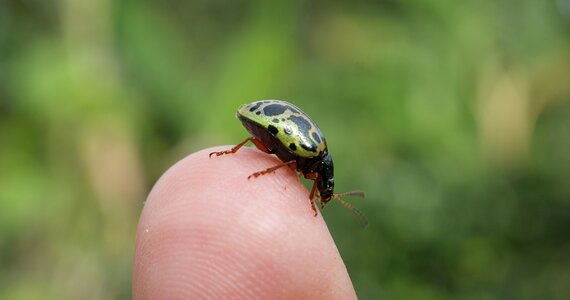 Ladybug flying insect armenia
