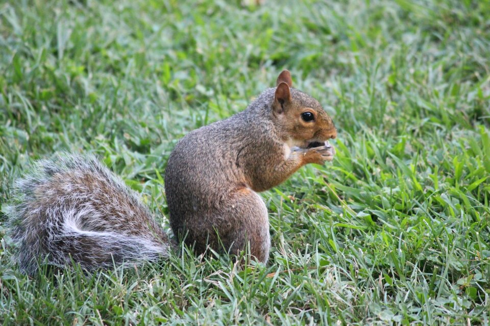Wildlife nut eating