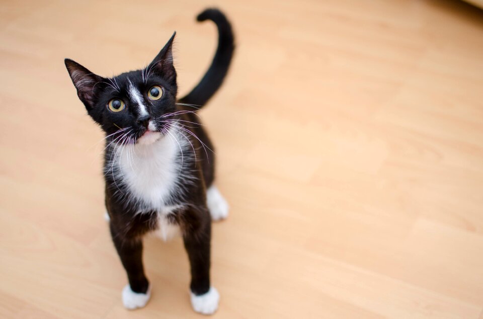 A well-groomed cat cat's eyes favorite