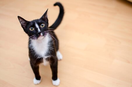 A well-groomed cat cat's eyes favorite