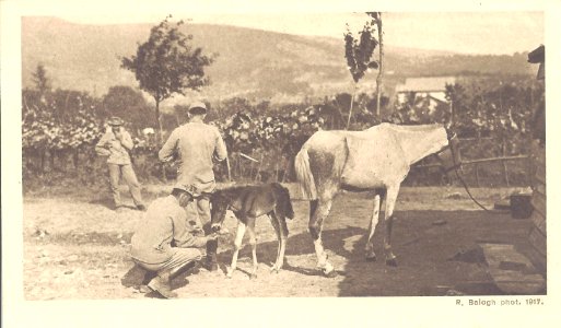 Rudolf Balogh - Battles of the Isonzo postcard 10