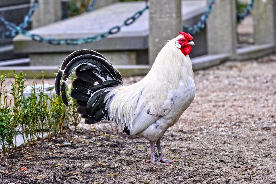 Bird fowl gallus gallus domesticus