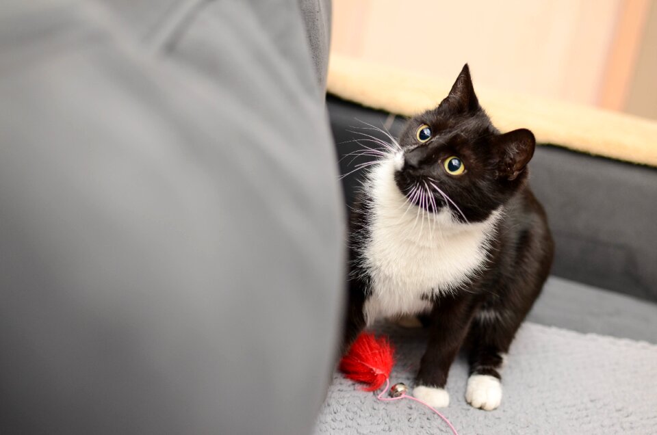A well-groomed cat cat's eyes favorite
