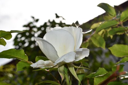 Rose bloom romance