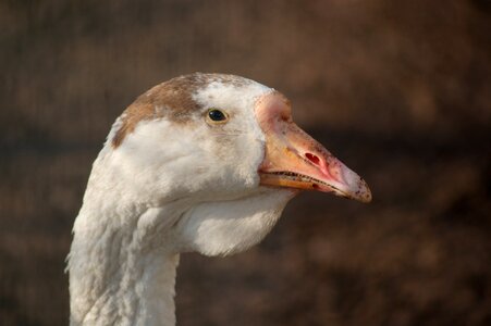 Goose nature beak