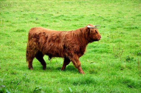 Shaggy pasture horned