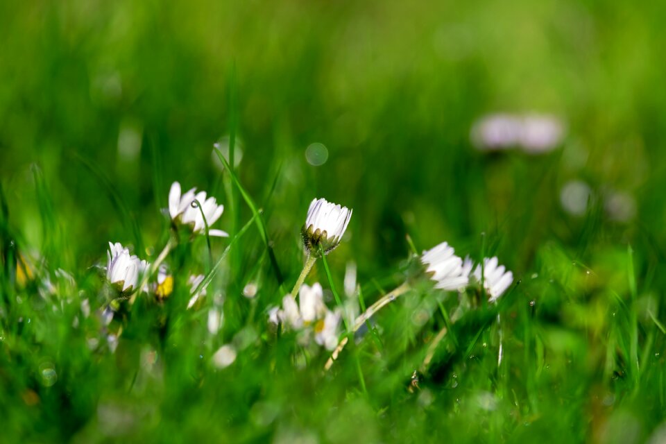 Tausendschön meadow flower