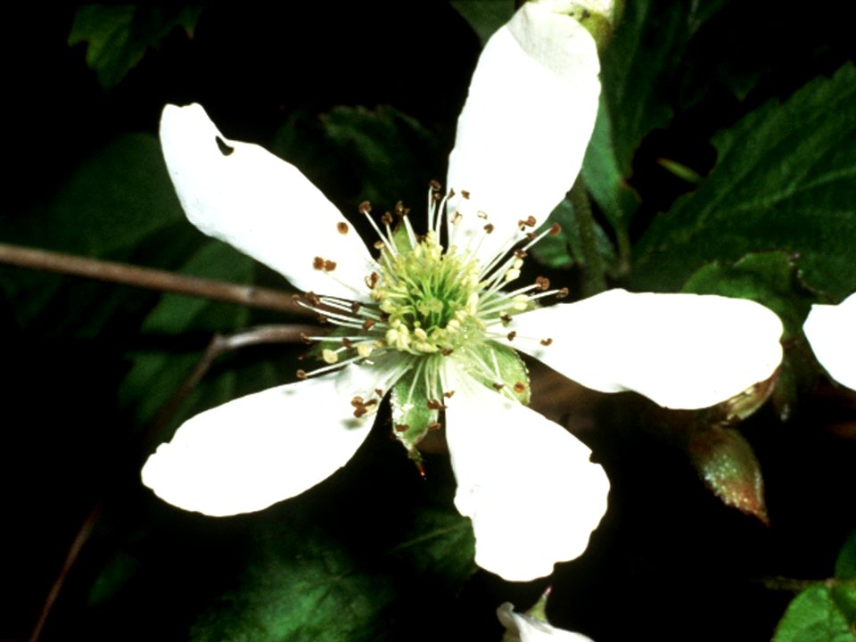Rubus flagellaris NRCS-1