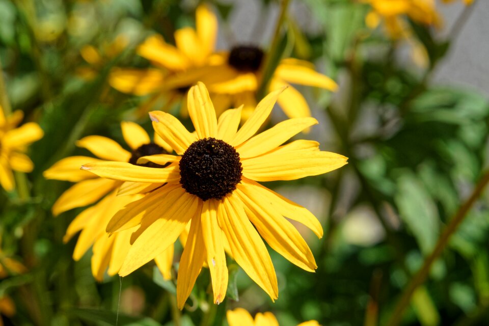 Yellow plants petals