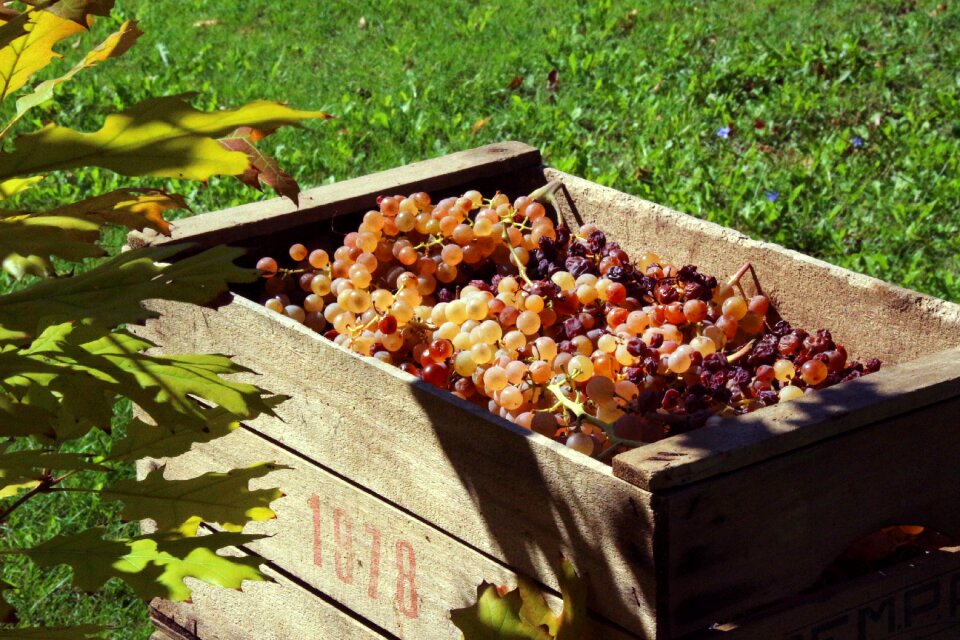 Wooden box vinification wine grapes