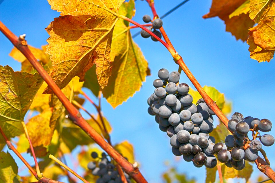 Field grape fruit