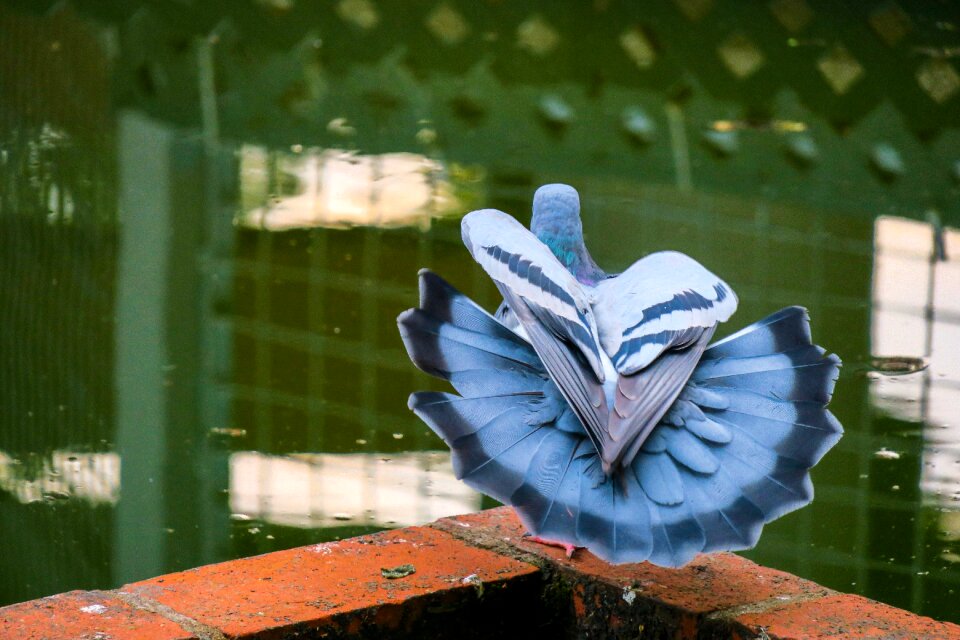 Color beautiful pigeon