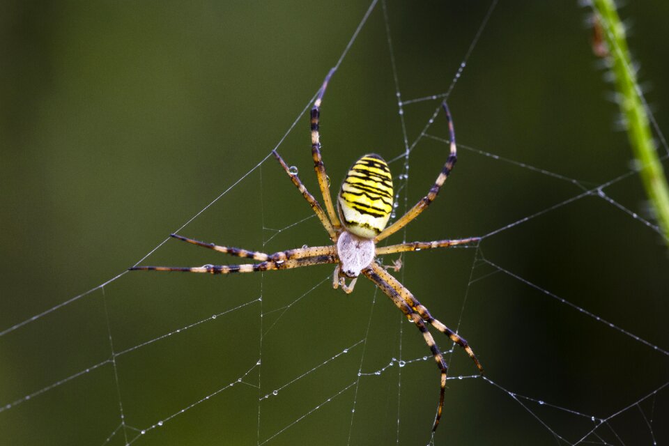 Zebraspinne tiger spider argiope bruennichi