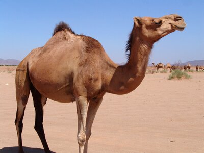 Camel chateau desert