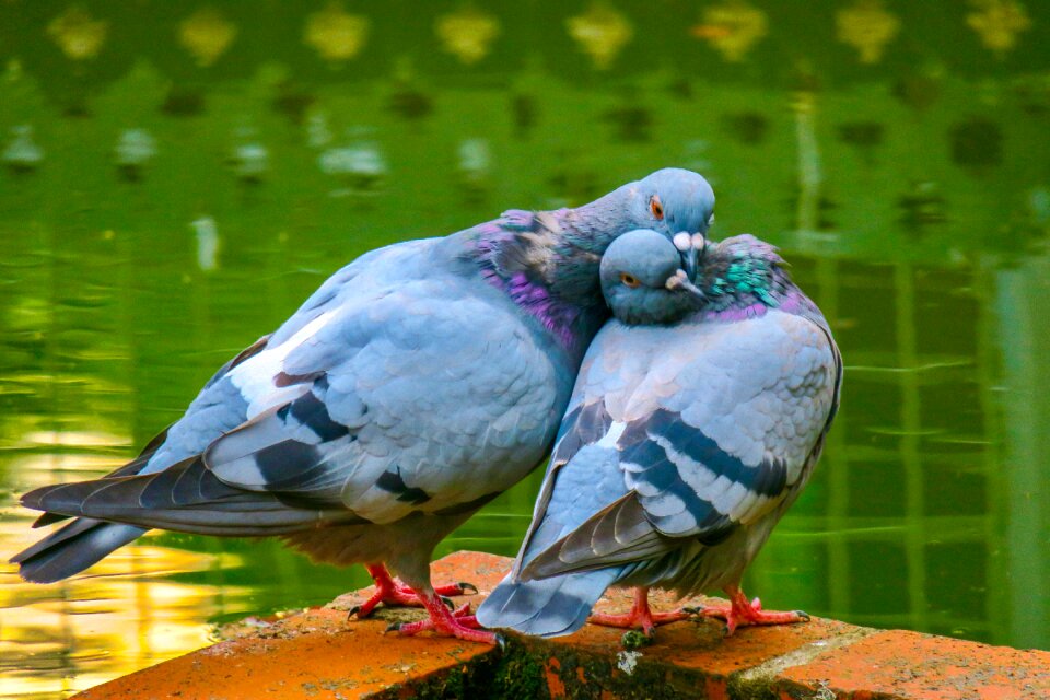 Wildlife nature pigeon