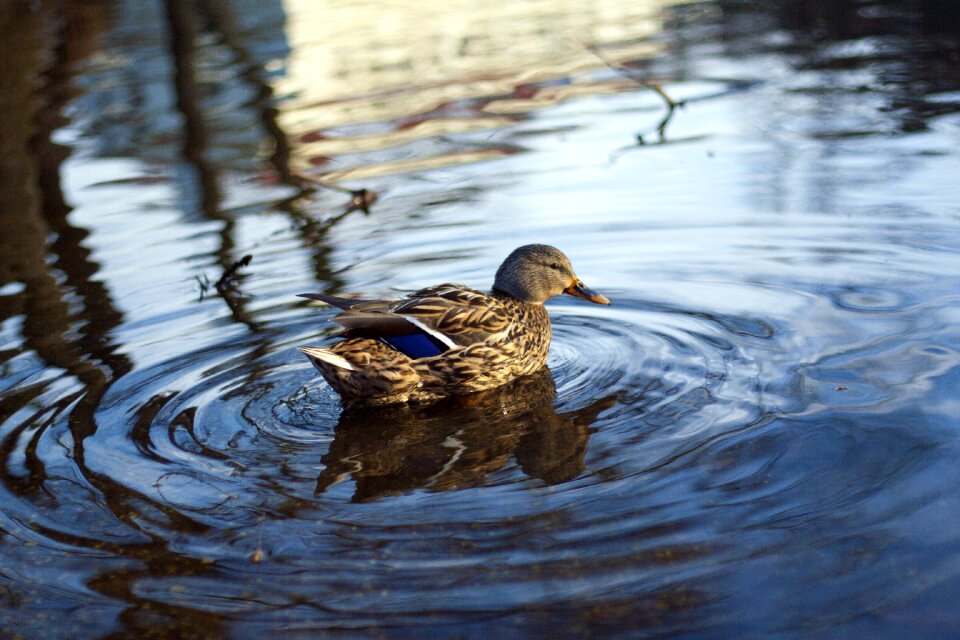 Duck reflection living nature