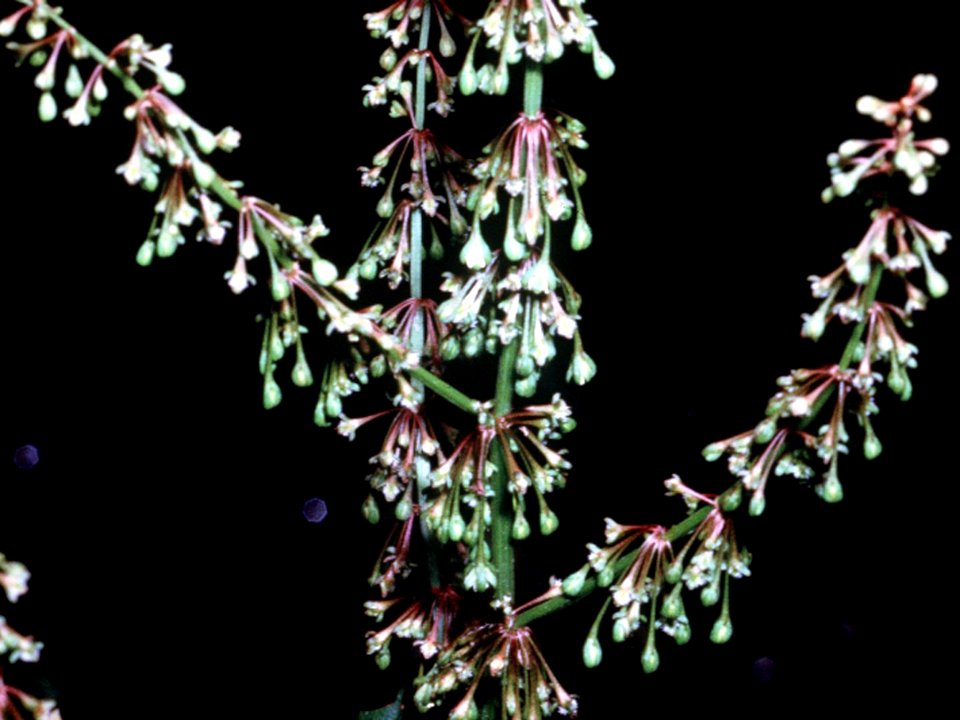 Rumex verticillatus NRCS-1