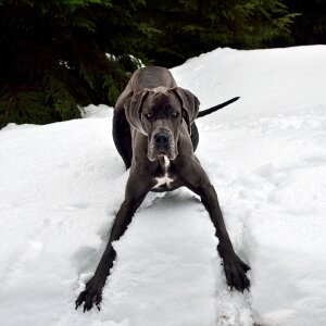 Great dane dog snow