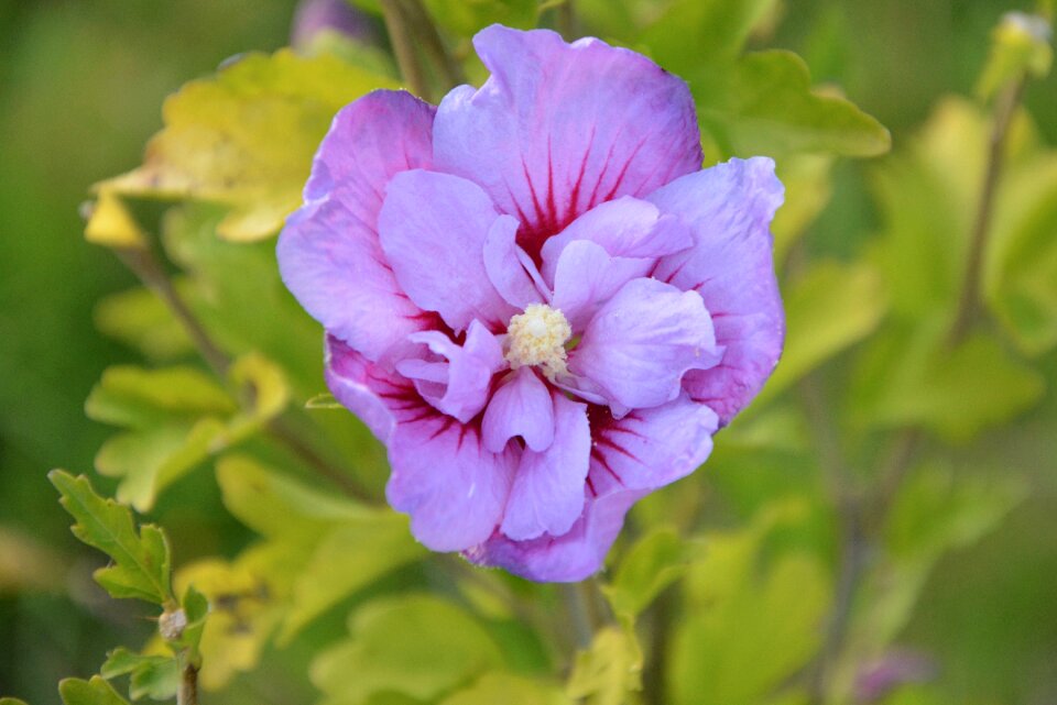 Botany flowering country