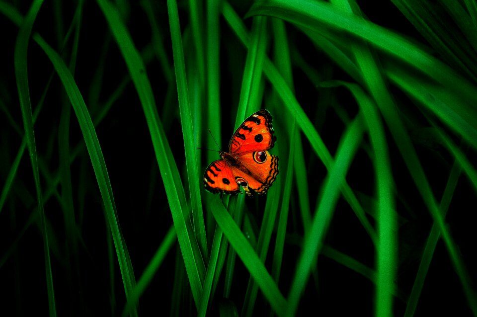 Grass garden flora