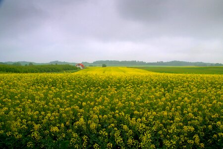 Agriculture landscape flowers photo