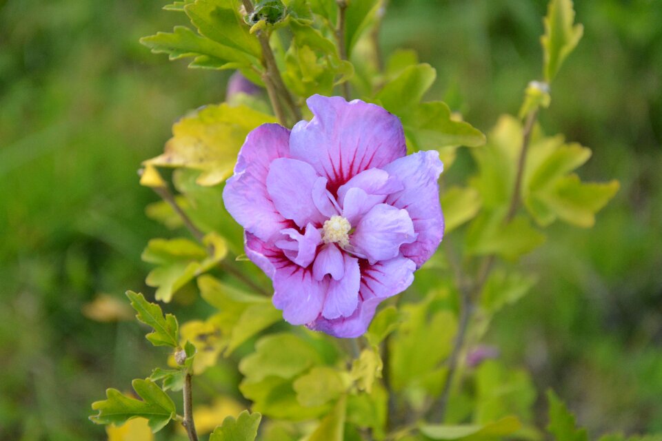 Petals garden nature