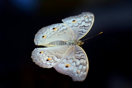 Butterfly animal insect photo