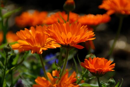 Garden flowering gerbera