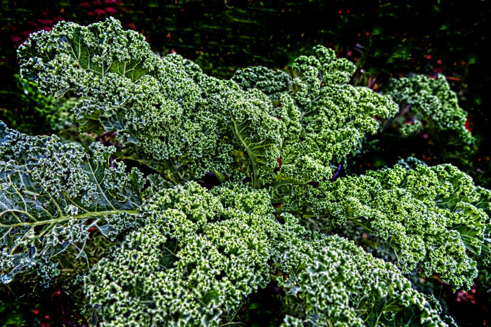 Brassica oleracea vegetables