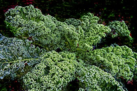 Brassica oleracea vegetables