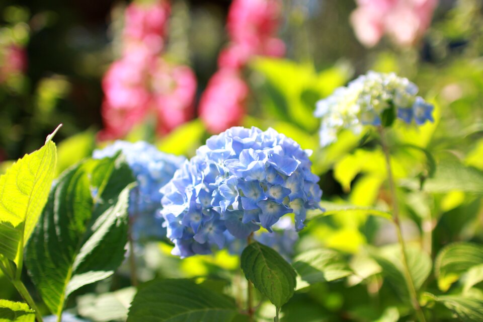 Blue bloom nature photo