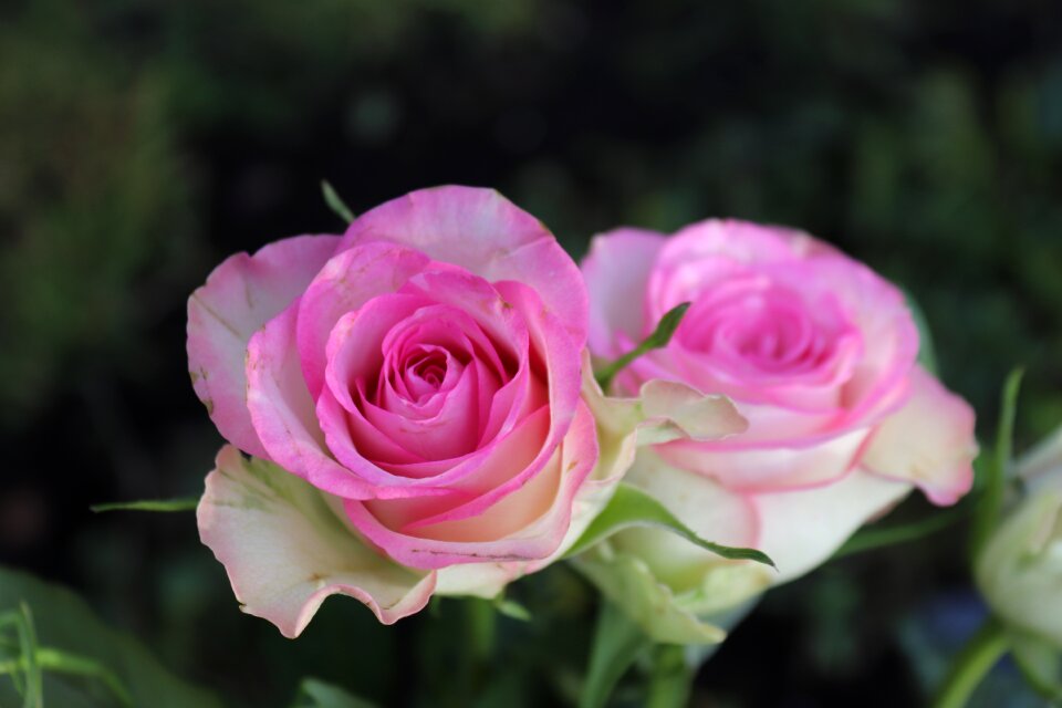 Flower pink white