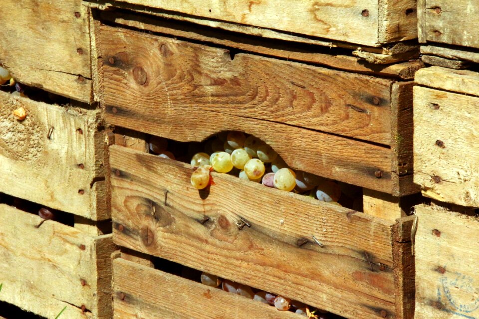 Wooden box vinification wine grapes
