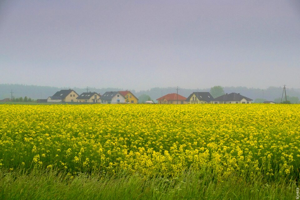 Agriculture landscape flowers