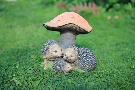 Mushroom hedgehog urchins