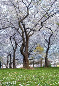 Dc spring pink photo