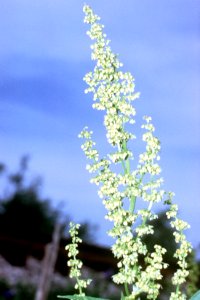 Rumex altissimus NRCS-1