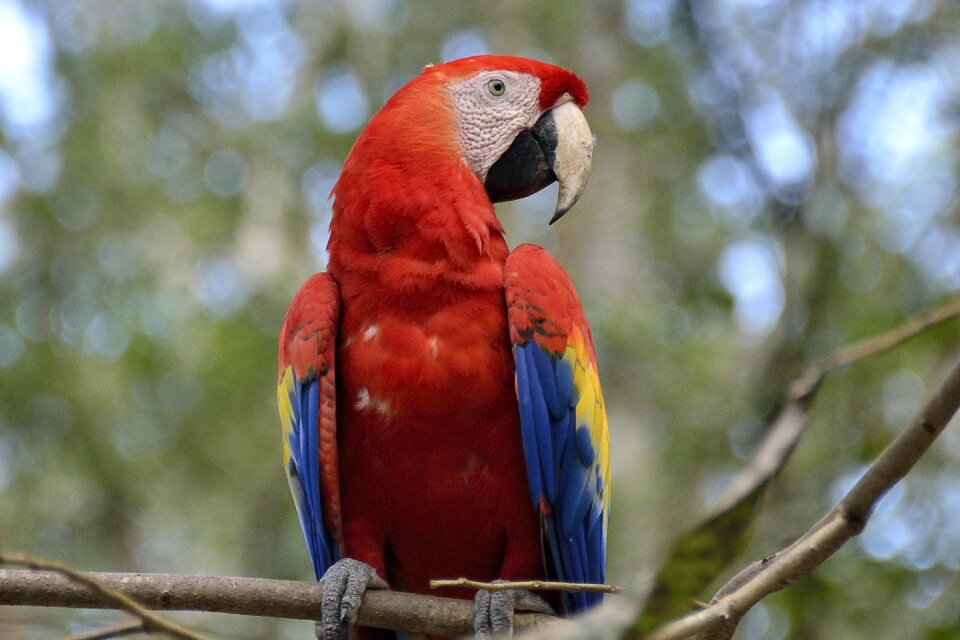 Bird animal world animal