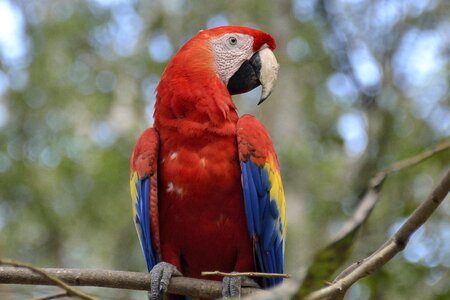 Bird animal world animal