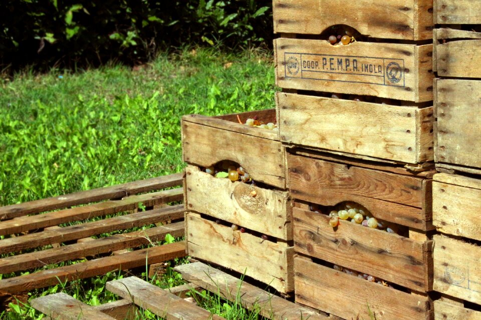Wooden box vinification wine grapes
