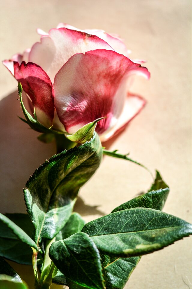 Decoration decorative floral