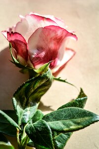 Decoration decorative floral